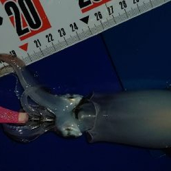 ツツイカ攻略？