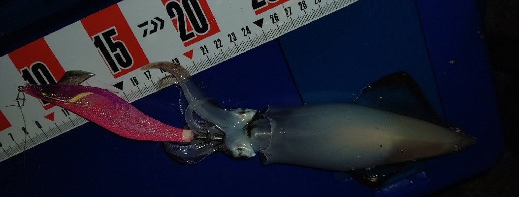 ツツイカ攻略？