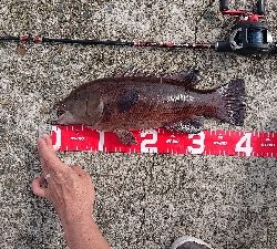 淡路島でのコブダイ釣り