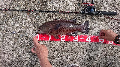 淡路島でのコブダイ釣り