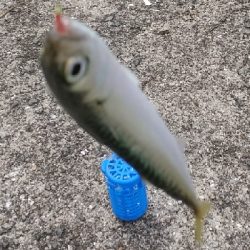 サビキで小サバと豆アジ