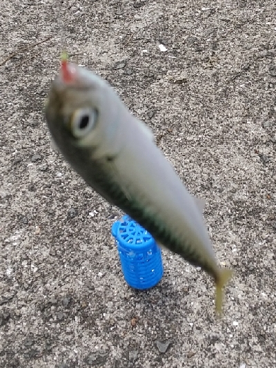 サビキで小サバと豆アジ