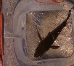 メバリング終わり? 小鯖湧きすぎ