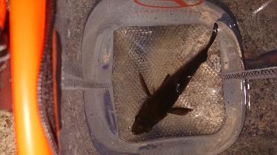 メバリング終わり？ 小鯖湧きすぎ