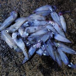 アジングの予定がマイカパーティ