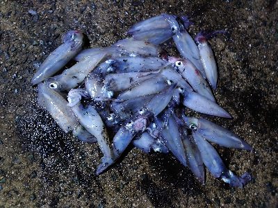 アジングの予定がマイカパーティ