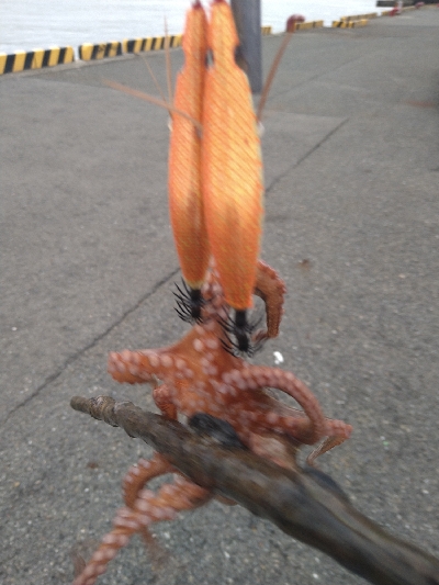 大物かと思いきや