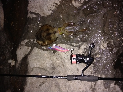 春終盤エギング