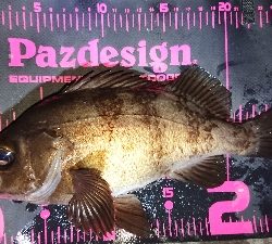 ゴロタでメバル(渋)