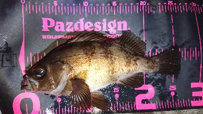 ゴロタでメバル(渋)