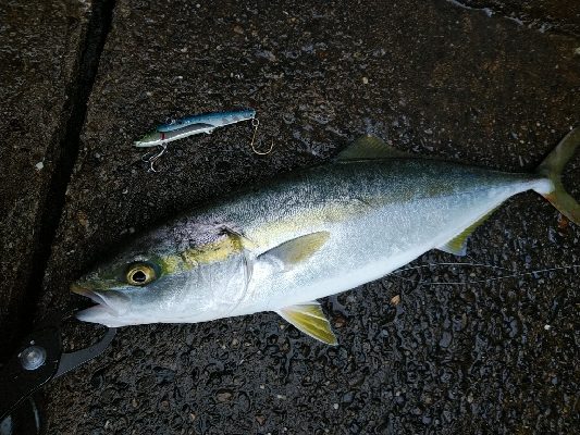 ハマチ釣れてます♪