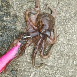 日中でも釣れます♪