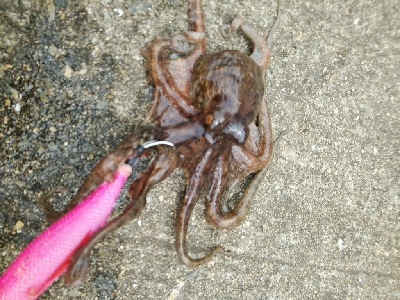 日中でも釣れます♪