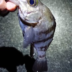 まだ、濁りあり。