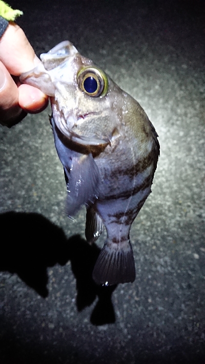 まだ、濁りあり。