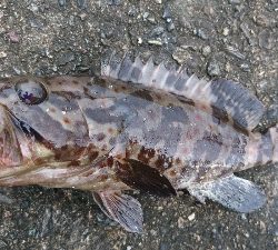 また チャイロマハタ