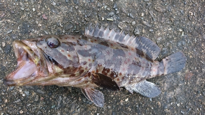 また チャイロマハタ