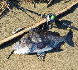 早朝シーバス狙い