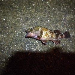 のんびり根魚釣り