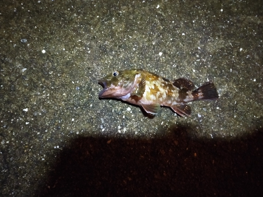 のんびり根魚釣り