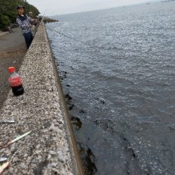 サバの回遊あり