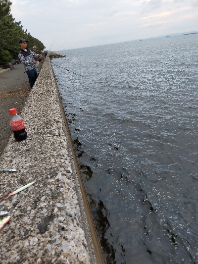 サバの回遊あり
