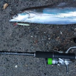 タチウオの時合い／夕マヅメ