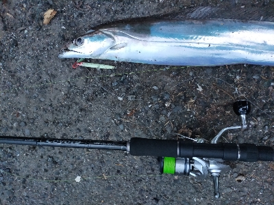 タチウオの時合い／夕マヅメ