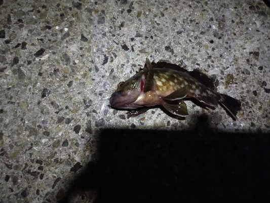 今年初　グレ調査