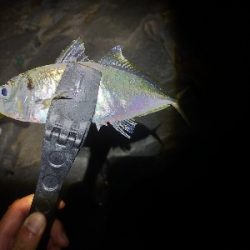 ロックフィッシュとアジング