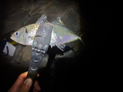 ロックフィッシュとアジング