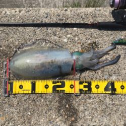 狙ってアオリイカ  GET＼(^o^)／