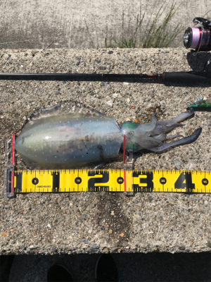 狙ってアオリイカ  GET＼(^o^)／