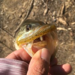 流れのヨレを狙って