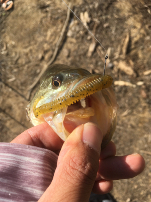 流れのヨレを狙って
