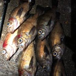 深夜ちょこっとメバリング