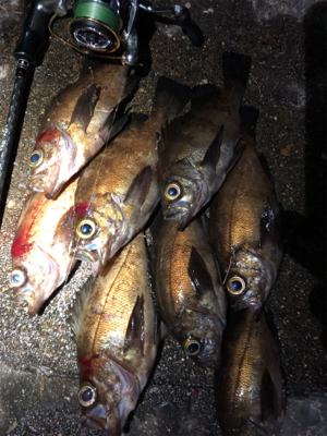 深夜ちょこっとメバリング