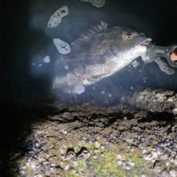 メモリアルフィッシュ