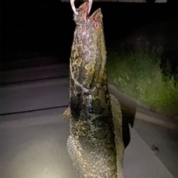 ナマズ、ライギョ