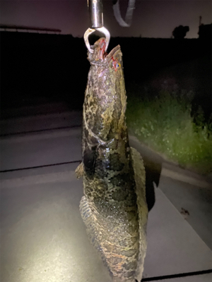 ナマズ、ライギョ