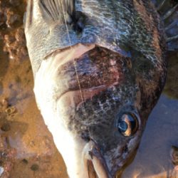 アジングロッドで良型チヌゲット!!