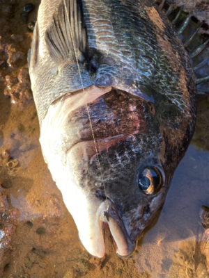 アジングロッドで良型チヌゲット!!