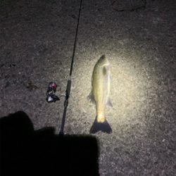 ナイトシーバス