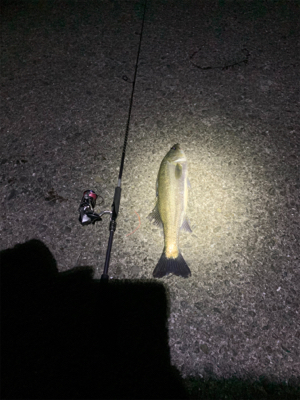 ナイトシーバス