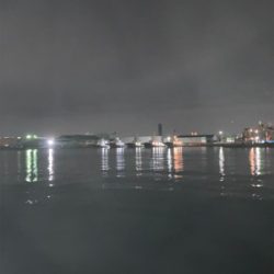 まさかのアオリイカ