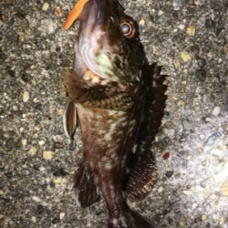 ボトルでガシラ狙い