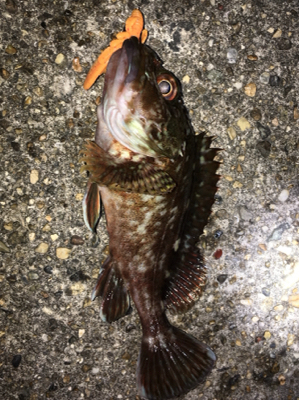 ボトルでガシラ狙い