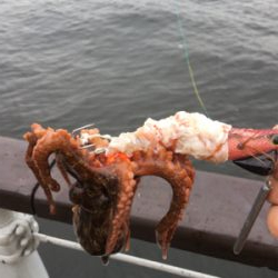 コスモで初タコ