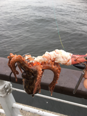 コスモで初タコ