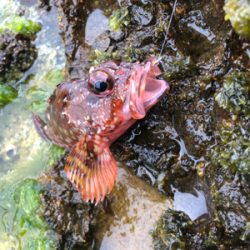 またもやガッシー